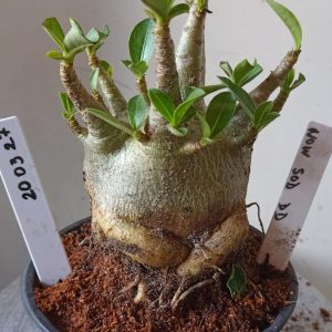 2003 27 Arabicum Nom Sod DD