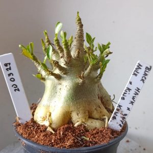 2003 29 Arabicum Black hawk x onyx