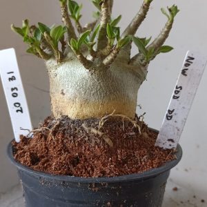 2003 31 Arabicum Nom Sod DD