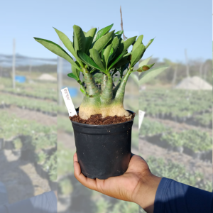 Arabicum Identificada (1 unidade)