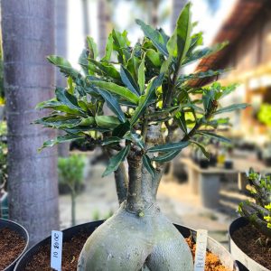 2003 01  BAOBÁ Perfect