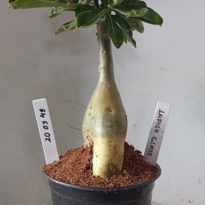 2003 49 Rosa do Deserto indigo glaze