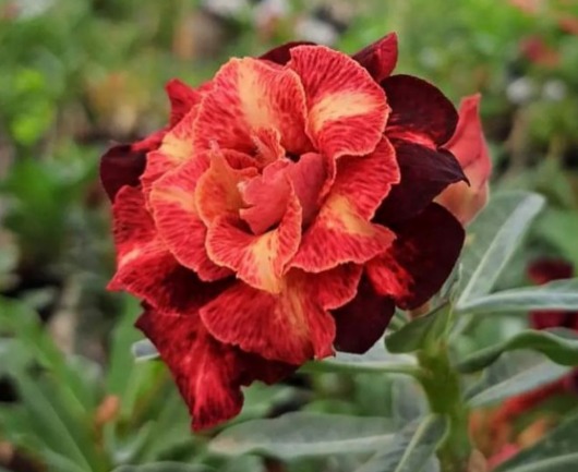 Baby - Rosa do Deserto Jayanti