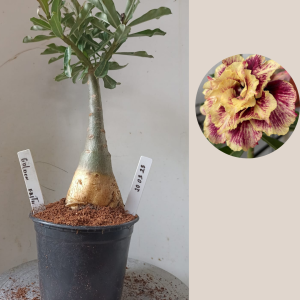 2003 28 Rosa do Deserto Golden Faith