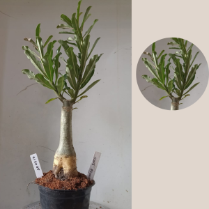 2003 17 Rosa do Deserto Cone Flower