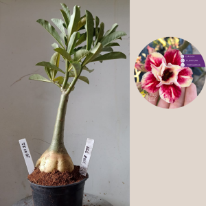 2003 22 Rosa do Deserto Egg Roll