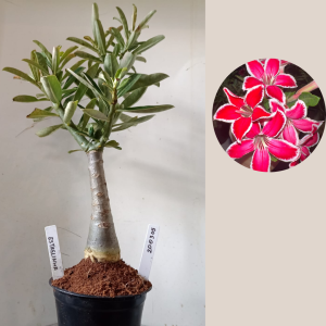 2003 05 Rosa do Deserto Estrelinha