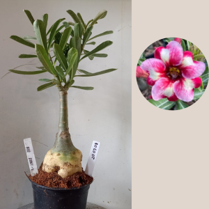 2003 08 Rosa do Deserto Rei Davi 2