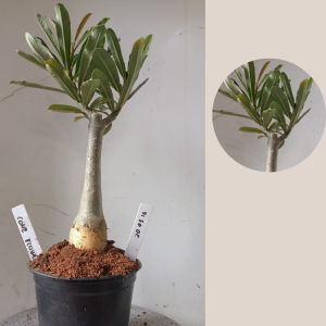 2003 16 Rosa do Deserto Cone Flower