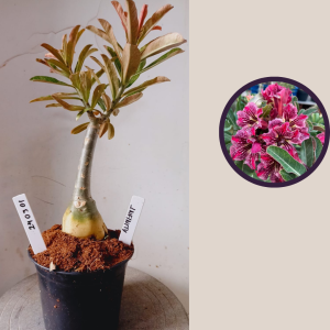 2403 01 Rosa do Deserto Infinity