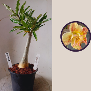 2403 02 Rosa do Deserto Perfect