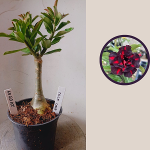 2403 03 Rosa do Deserto Coca cola