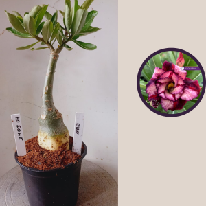 2403 04 Rosa do Deserto Ziyan