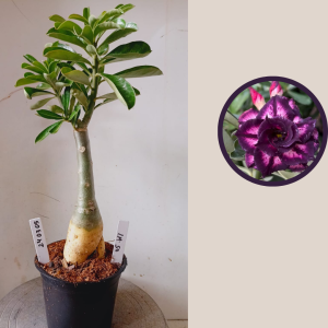 2403 05 Rosa do Deserto Lm 50