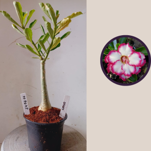 2403 06 Rosa do Deserto Disney