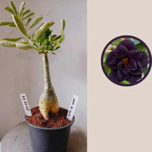 2403 07 Rosa do Deserto Dama da Noite