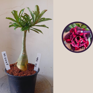 2403 09 Rosa do Deserto Mah Biee