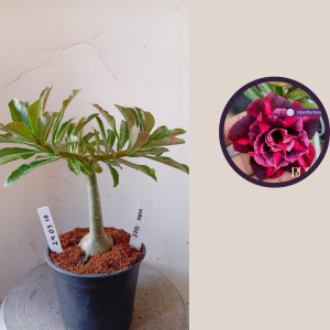 2403 10 Rosa do Deserto Mah Biee