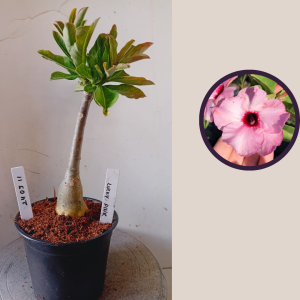 2403 11 Rosa do Deserto Lucky Pink