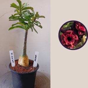 2403 12 Rosa do Deserto Vampira