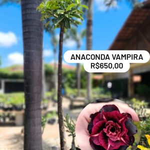 2503 01 Anaconda Vampira