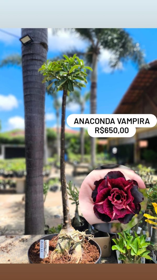 2503 01 Anaconda Vampira