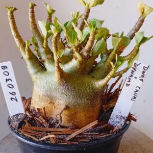 2603 09 Arabicum Dwaf canas x dynamico