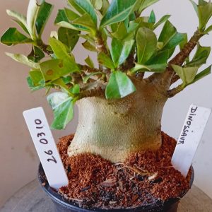 2603 10 Arabicum Dinossaur