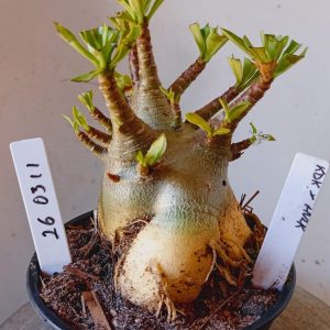 2603 11 Arabicum KDK x Hulk