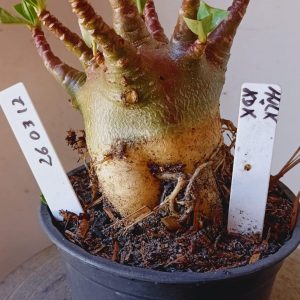 2603 12 Arabicum KDK x Hulk