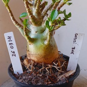 2603 14 Arabicum Godji BNK