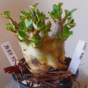 2603 16 Arabicum Godji Pura