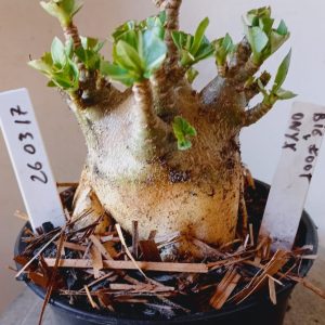 2603 17 Arabicum Big foot x onyx