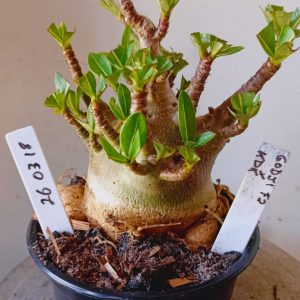 2603 18 Arabicum Godji F2 x KDK