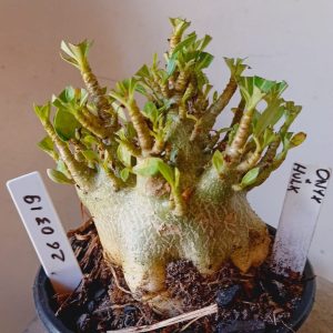 2603 19 Arabicum Onyx x Hulk