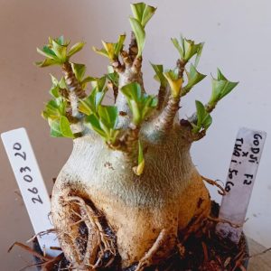 2603 20 Arabicum Godji F2 x Thai Soco