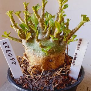 2603 23 Arabicum Godji Champ