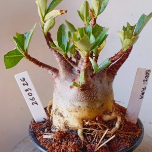 2603 26 Arabicum Godji Pura