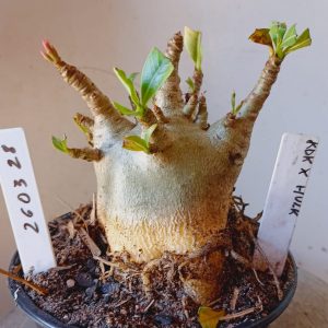 2603 28 Arabicum KDK x Hulk