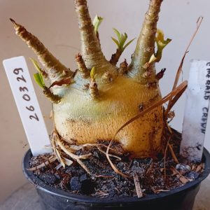 2603 29 Arabicum Emerald Crow