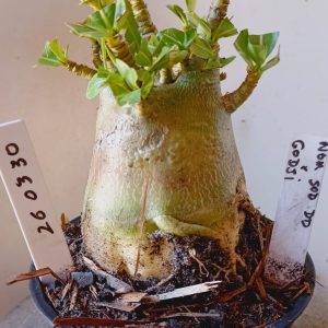 2603 29 Arabicum Nor Sod DD x Godji