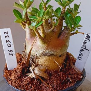 2603 32 Arabicum Minotauro