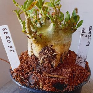 2603 33 Arabicum Godji F2 x Hulk