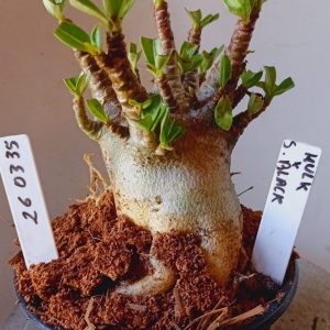 2603 35 Arabicum Hulk x Black