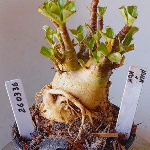 2603 36 Arabicum Hulk x KDK