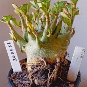 2603 37 Arabicum Hulk