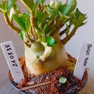 2603 38 Arabicum Godji Pura