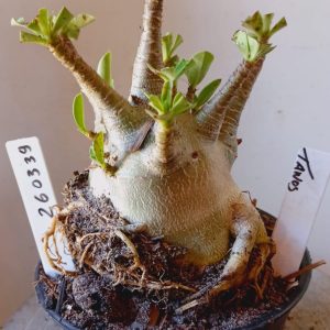 2603 39 Arabicum Tanos