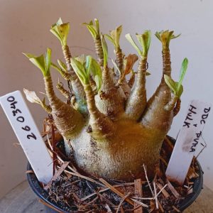 2603 40 Arabicum DD Pura x Hulk