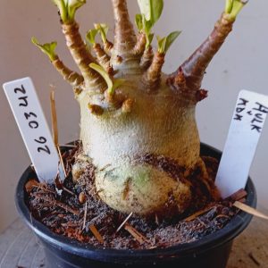 2603 42 Arabicum Hulk x KDK